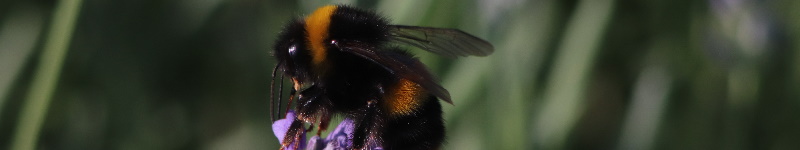 Image banner for the insects category